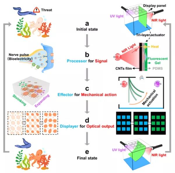 寧波材料所發(fā)展出“光控多色熒光凝膠驅(qū)動”調(diào)制的智能圖案顯示系統(tǒng)